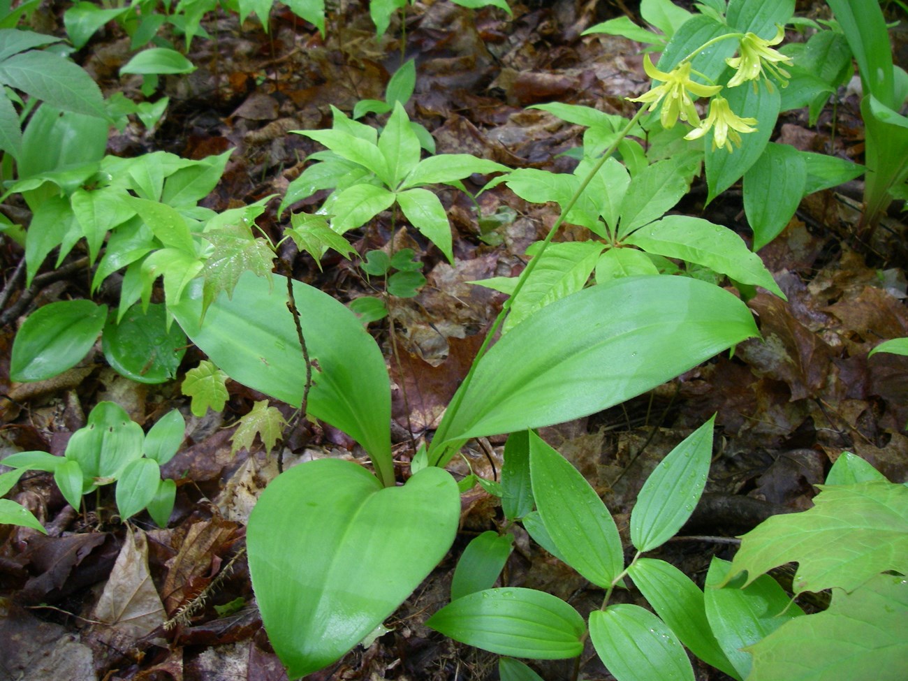 A collection of short green plants amid a forest floor of dead brown leaves. The center plant has three large leaves with a single stem emerging from the center topped by three yellow flowers.