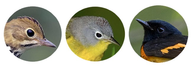 Panel of three round photos of bird heads.