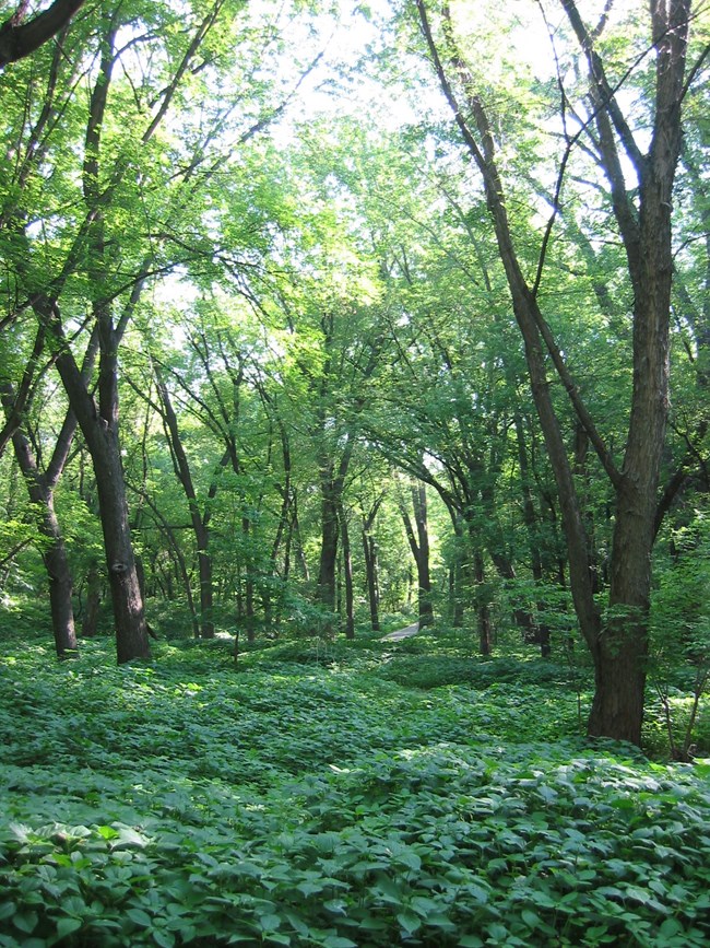 A forest of tall trees and thick, knee-high groundcover of leafy plants.