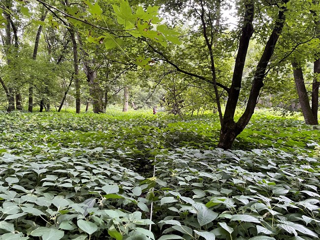 A thin white tape measure lies within tall leafy plants. Scattered trees grow overhead, and a person in a red vest is visible at the far end of the tape measure.