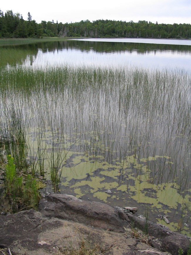 A paint-like film of light green algae floats on the surface of a lake among thin, emergent plants.