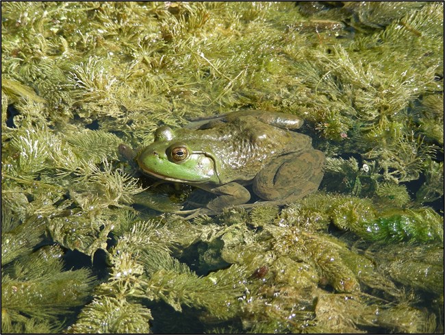 A large green frog sits on a mate of floating green, spindly-leaved plants.