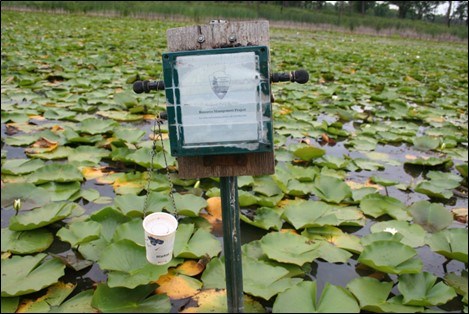 A green box connected to a board is attached to a metal post that stands in a pond full of lilypads. A white cup hangs below the board.