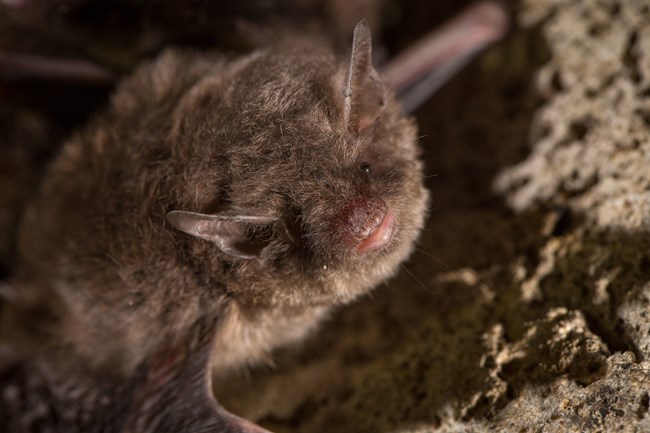 A bat with a very distinct pinkish lower lip clings to a rock and stares at the camera.