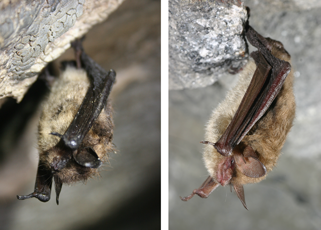 Side-by-side photos of bats hanging upside down. The one on the left (little brown bat) has darker ears, face, and arms than the long-eared bat on the right.