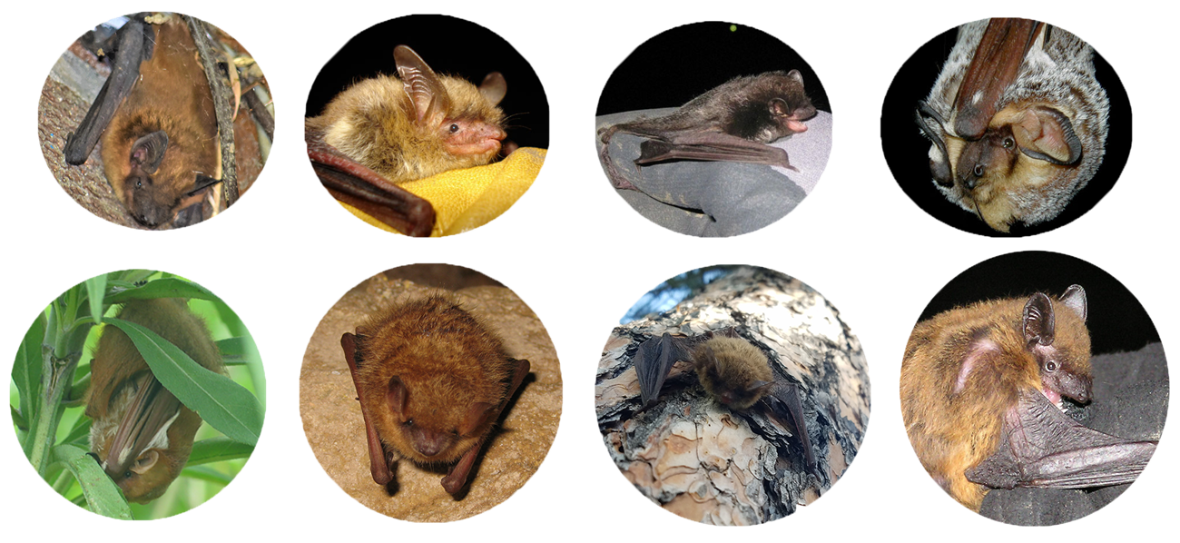 Eight round photos of individual bats, four on the top line and four below.