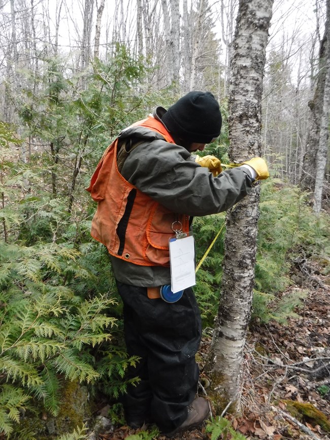 Person measuring the diameter of a birch tree.
