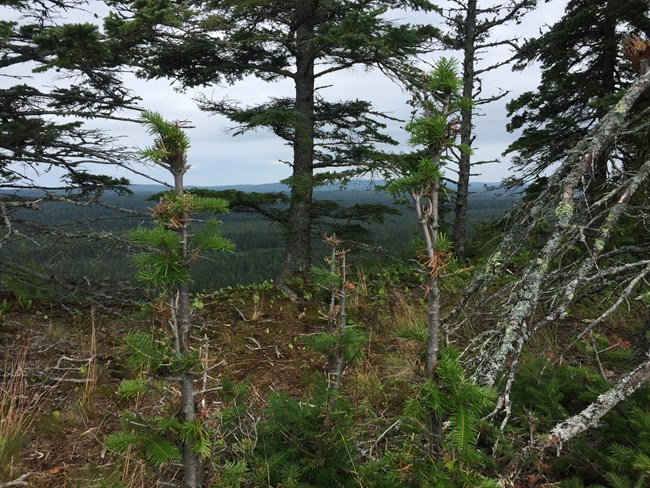 Thin trunks of balsam fir trees with scattered clumps of needles stand in the foreground. Taller trees and distant hills are in the background.