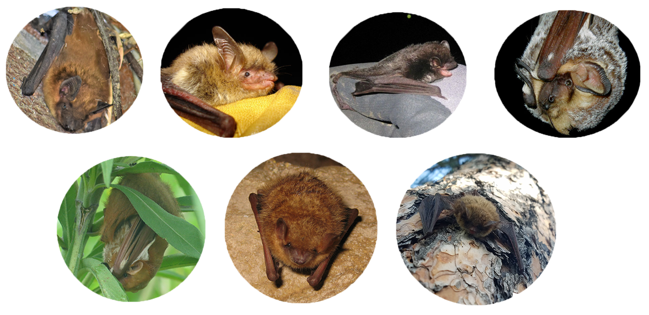 Seven round photos of individual bats, four on the top line and three below.