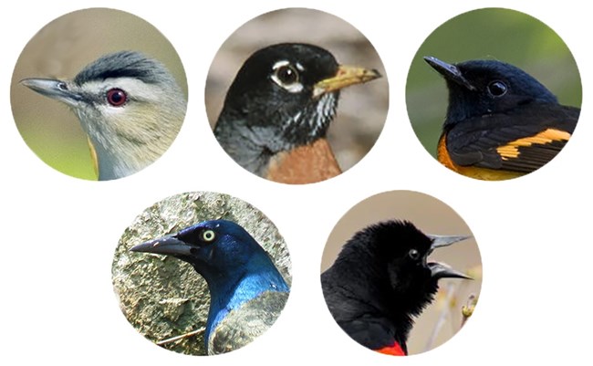Panel of five round photos of bird heads.