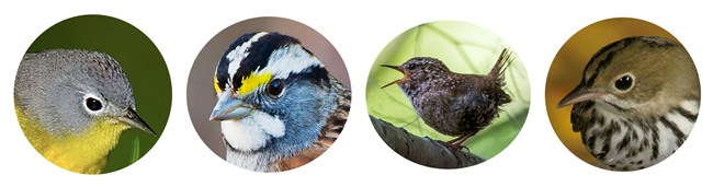 A panel of four round photos of bird heads. One photo (the Winter Wren) contains the entire bird.