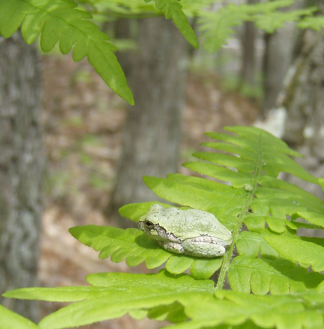 A small green and gray frog sits on a single frond of a fern.
