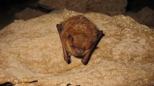 A reddish-colored bat with black flecks sits on a rock while looking straight at the camera.