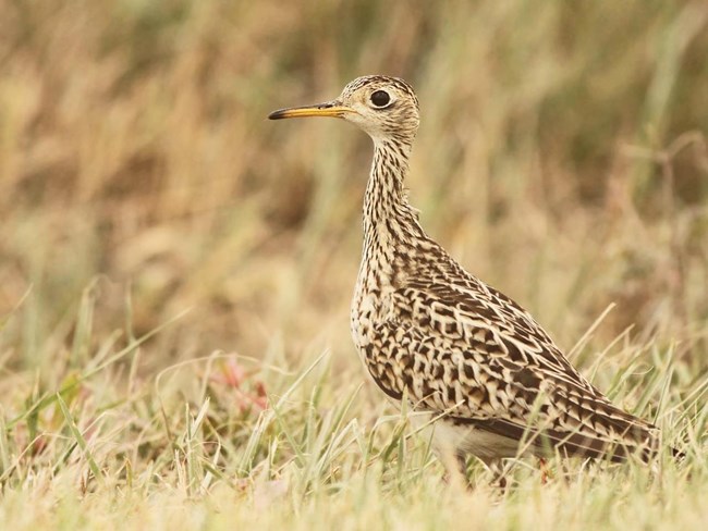 Photo of a tan and brown bird with a long neck and a yellow bill standing in grass.