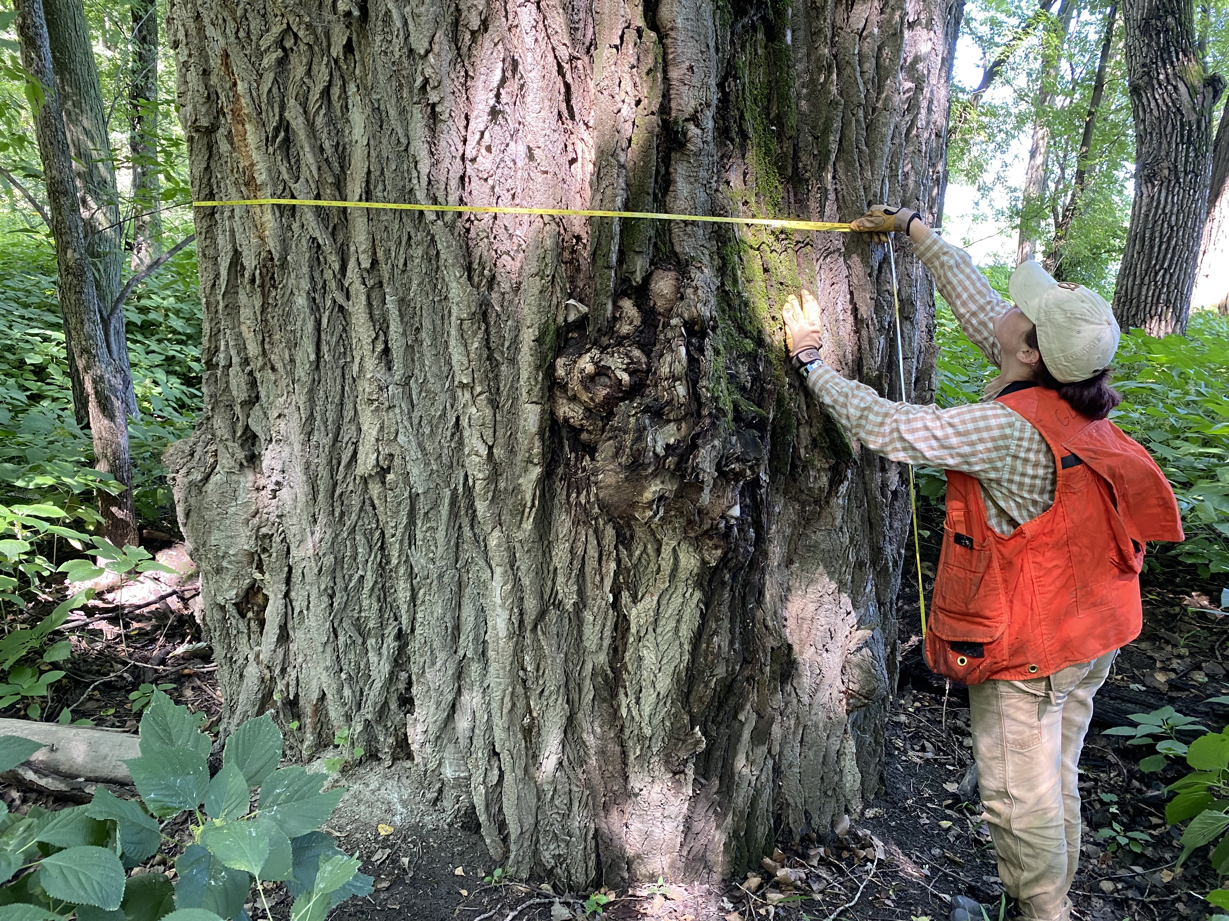 Person wearing an orange vest wraps a measuring tape around a massive tree trunk.