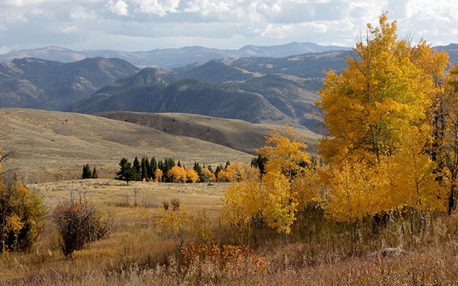 a fall scene with yellow aspen trees in the foreground and brown rolling hills and mountains in the background