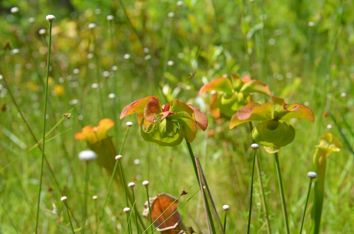 Inventory and Monitoring at Big Thicket National Preserve (U.S