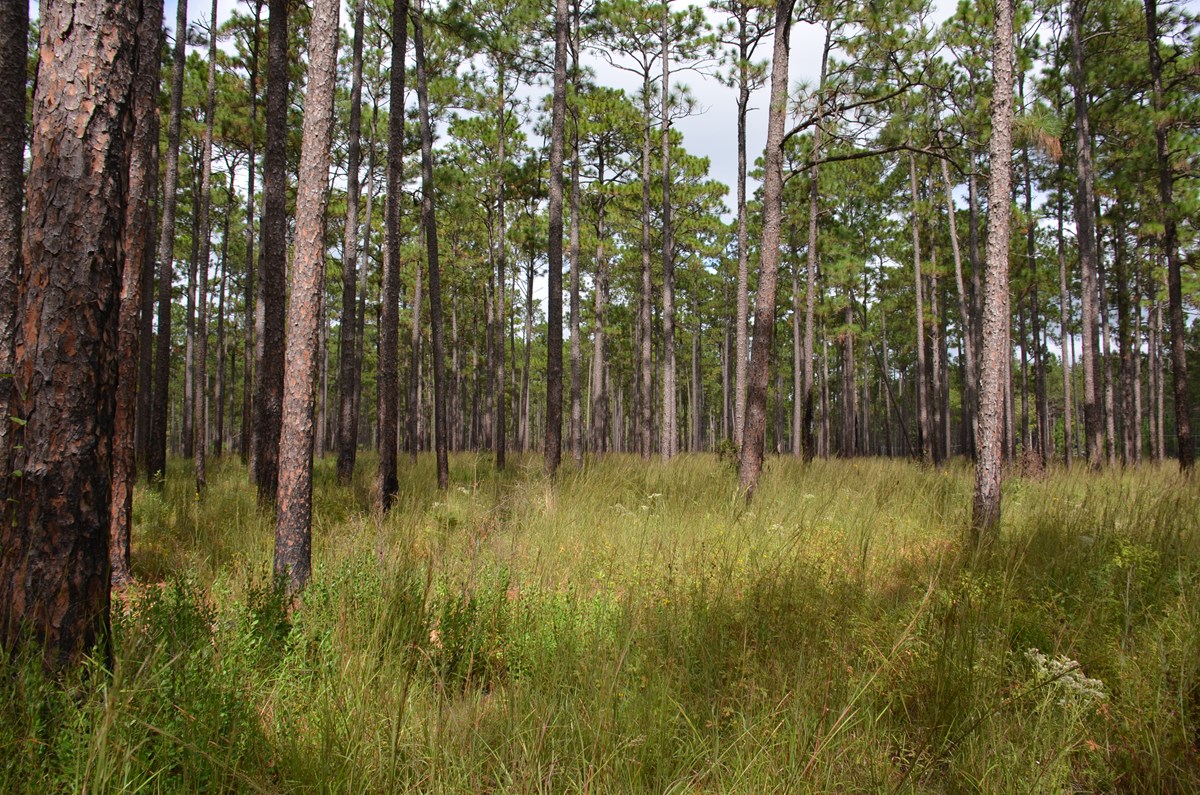 Inventory and Monitoring at Big Thicket National Preserve (U.S ...