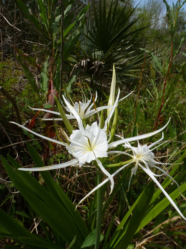 Spider lily (Hymenocallis liriosme) in swamp