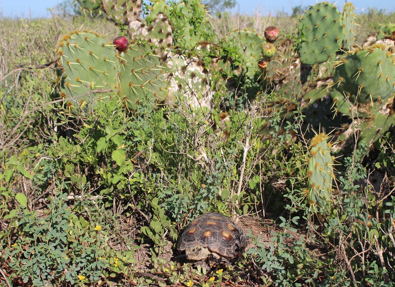 Texas tortoise in its habitat, which includes prickly pear, creeping mesquite, purslane and maytenus