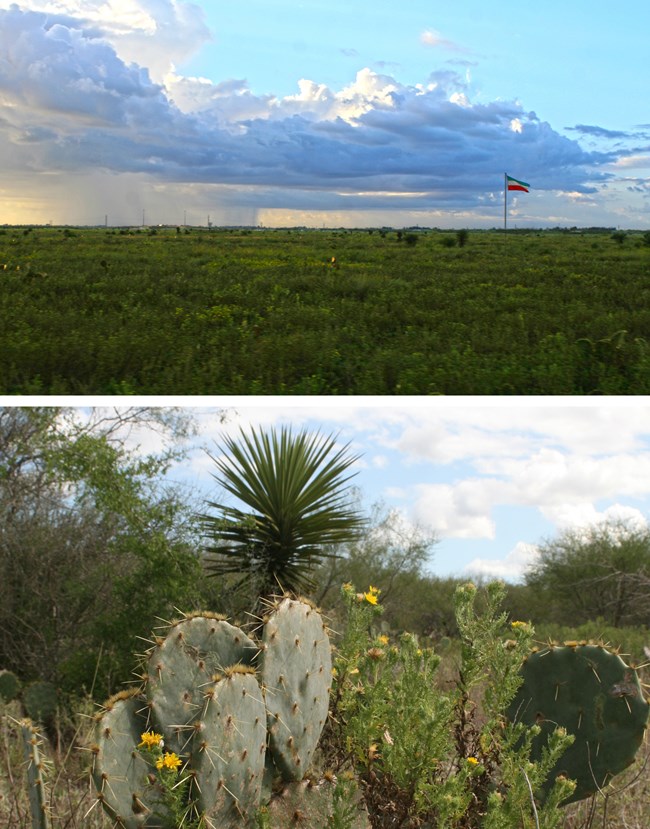 Salt prairie image above and thornscrub image below, including prickly pear yucca and camphor daisy