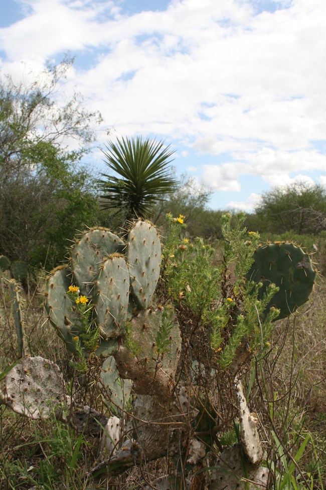 Prickly pear yucca and camphor daisy