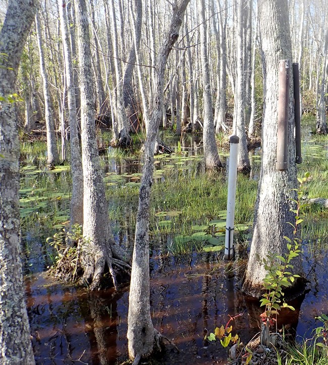 two PVC pipes hung chest high on a swamp tupelo tree, growing in standing water