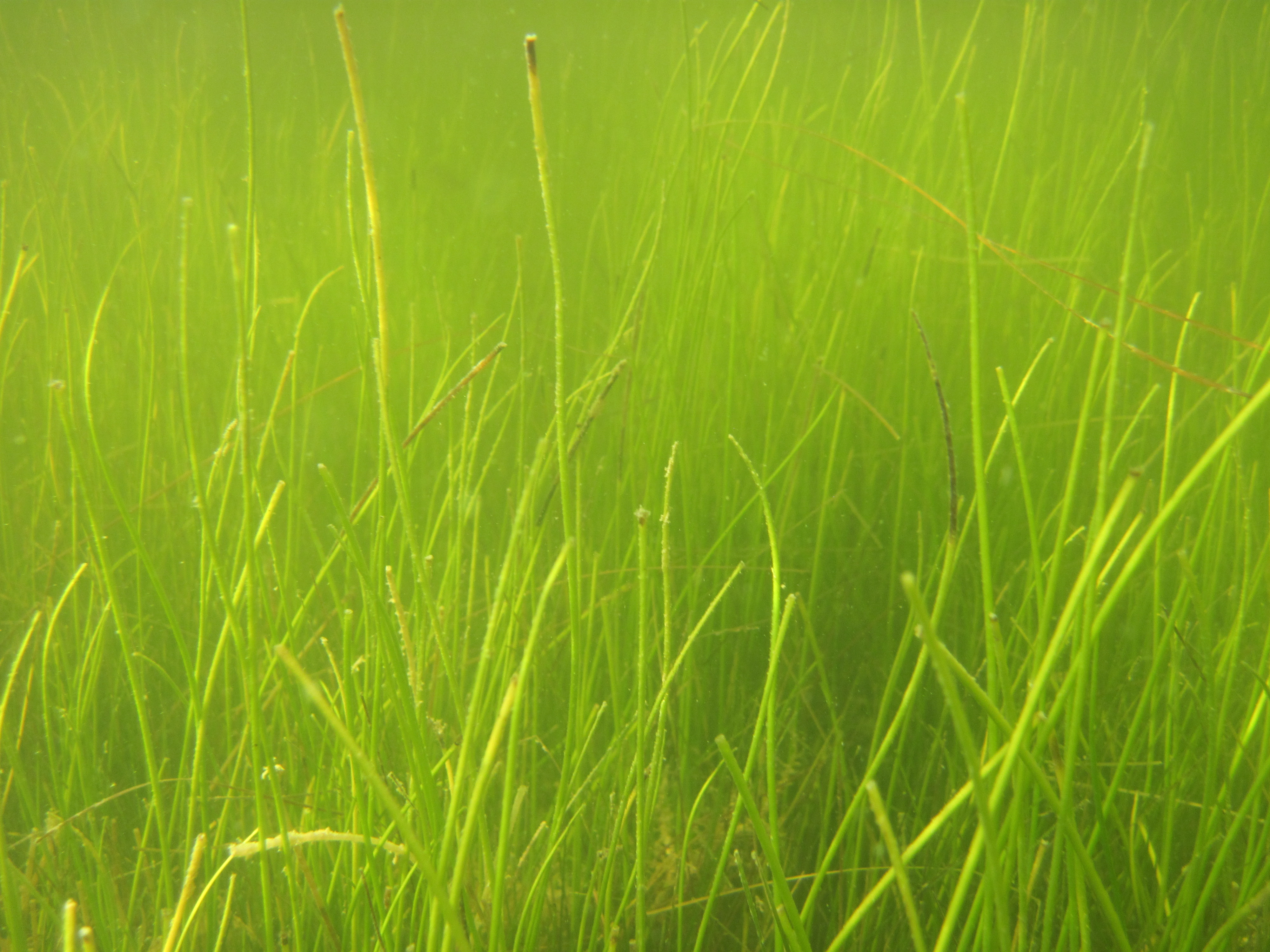 manatee grass in an underwater scene