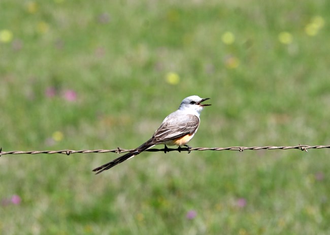 Scissor-tailed Flycatcher on fence at San Antonio Missions NHP
