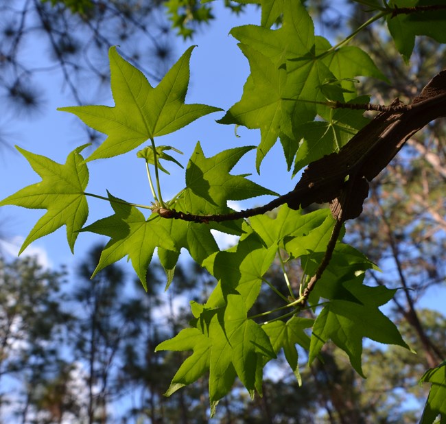 Sweetgum branch with leaves
