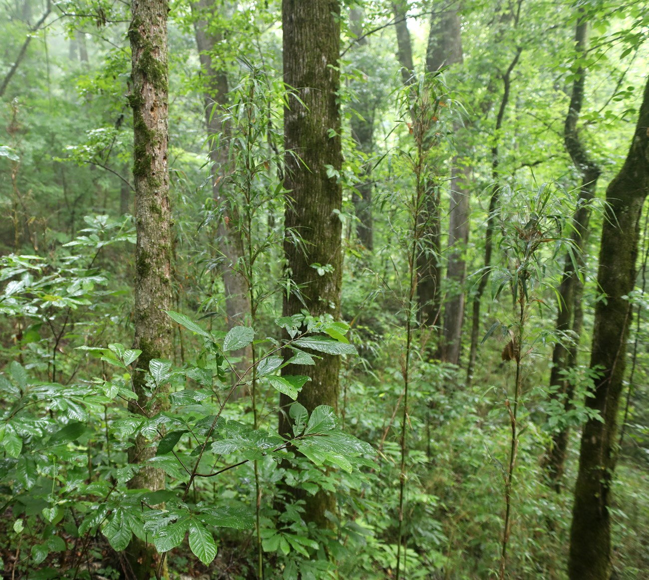 a view into the dark green understory of a rich slope forest