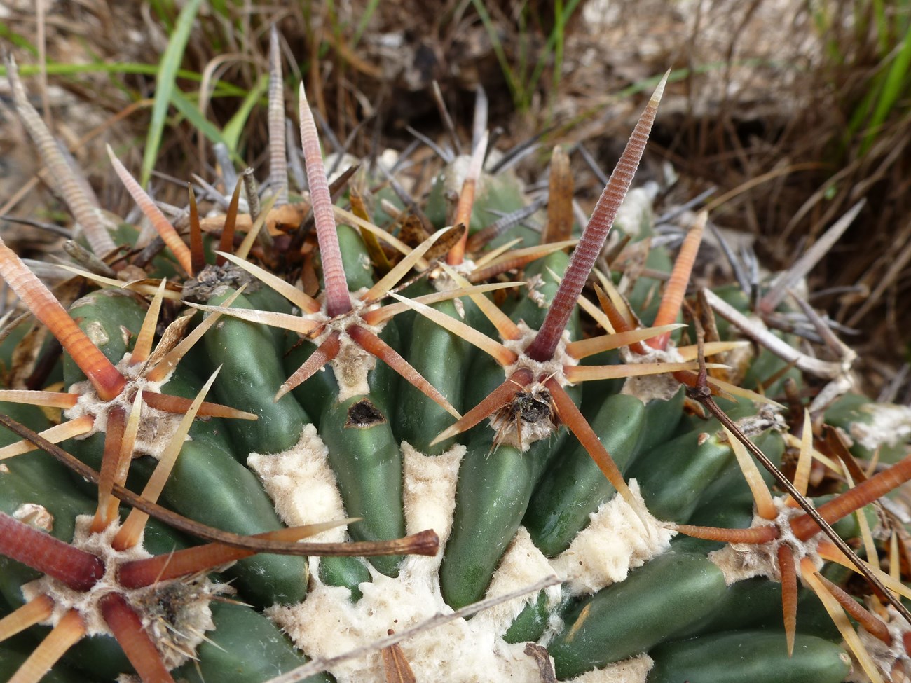 close-up of cactus Horse crippler (Ehinocactus texensis)