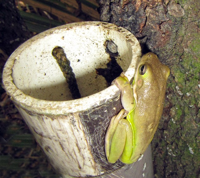 treefrog clinging to outside of a PVC pipe that is hung from a tree