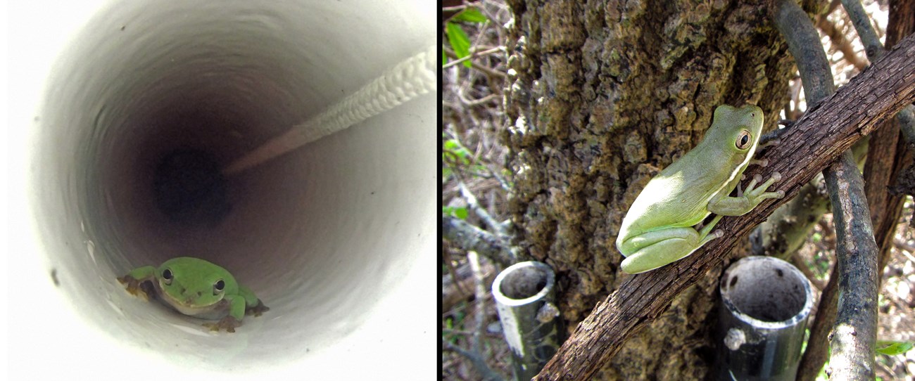 Left image is a squirrel treefrog inside a PVC pipe, and right image is a green treefrog outside of the pipe