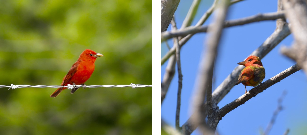 two images: first an adult summer tanager with bright red plumage and second an immature summer tanager with more mottled plumage