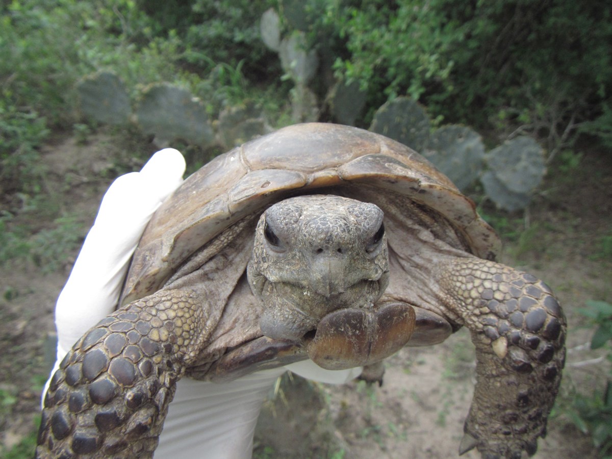 Texas Tortoise Monitoring (U.S. National Park Service)