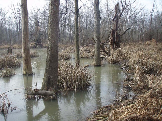 Wetlands at Cuyahoga Valley National Park
