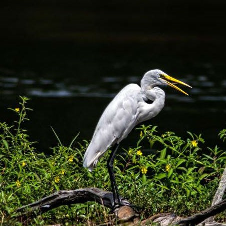 Great Egret standing on a log near water