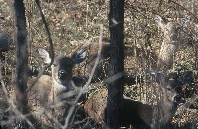 Deer at Wilson's Creek National Battlefield