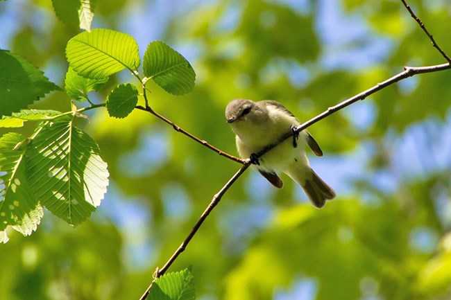 Warbling vireo on a tree branch