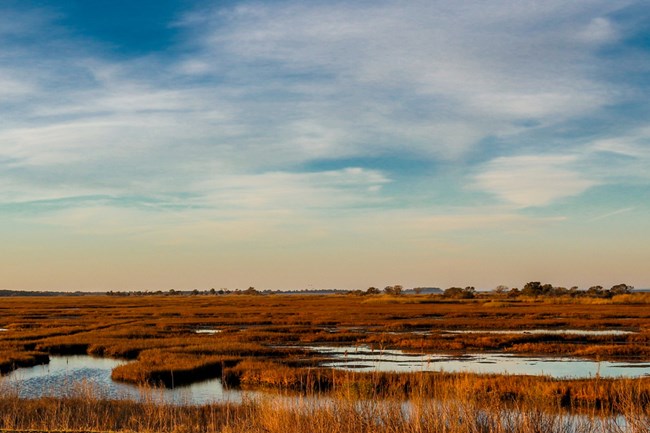 Salt Marsh