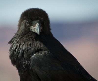 Closeup photo of a Common Raven looking directly at the camera
