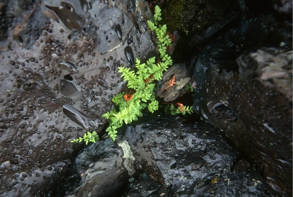 A small fern emerges from the surrounding dark lava