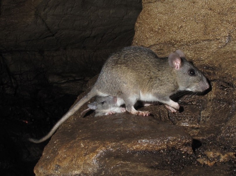 Small woodrat with young woodrat. Small woodrat with young woodrat.