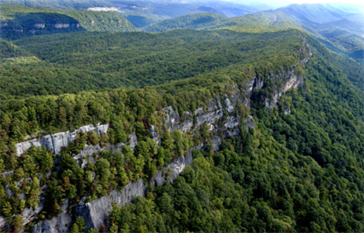Tree-covered band of white cliffs. Tree-covered band of white cliffs.