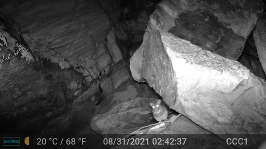 Nighttime wildlife-camera capture of woodrat, its eyes glowing in reflection.