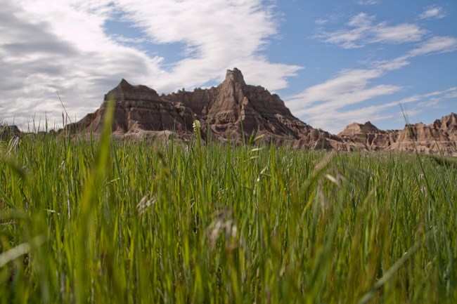 grasses and buttes