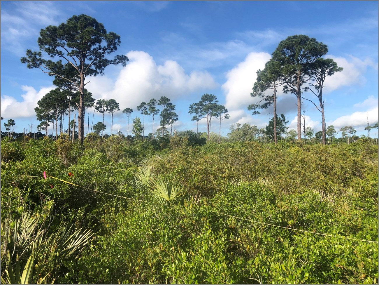 Figure 1. Thick vegetation with measuring tape above in a square. Tall, skinny trees and blue sky in the background.