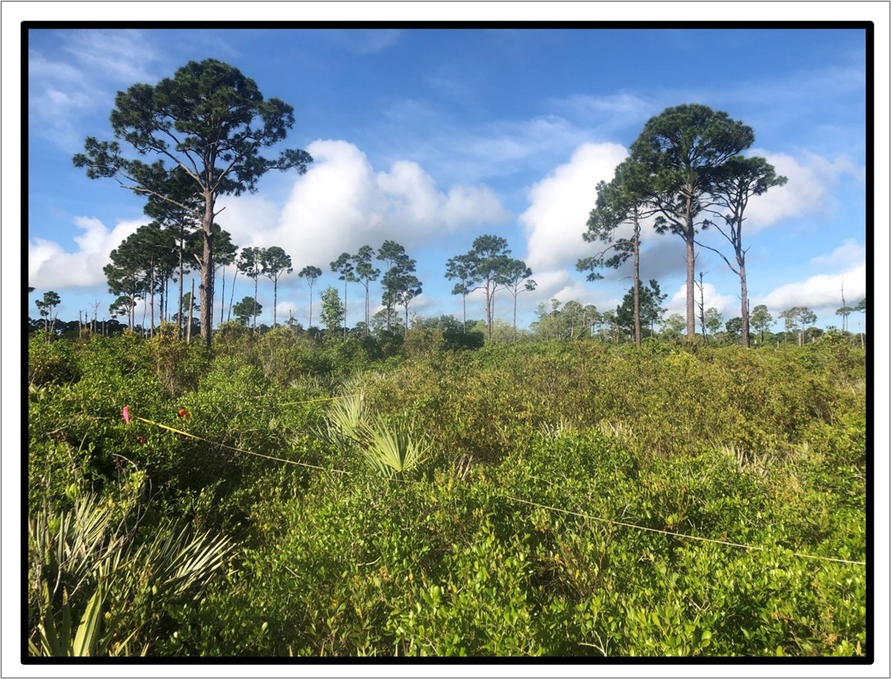 Figure 2. Thick vegetation with measuring tape above in a square. Tall, skinny trees and blue sky in the background.