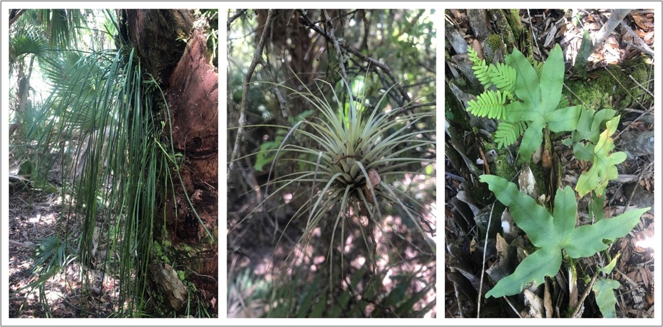 Figure 7. Three plants side by side including shoestring fern, giant airplant and golden polypody.